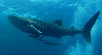Similan dive center   great whale shark