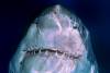 Top 10 gevaarlijkste haaien