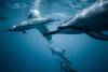 Witte haai vs dolfijn 