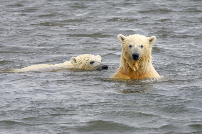 Ijsberen Alaska