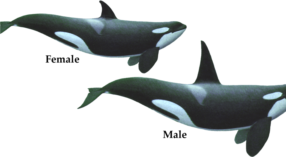 Verschil tussen mannetjes en vrouwtjes orka 
