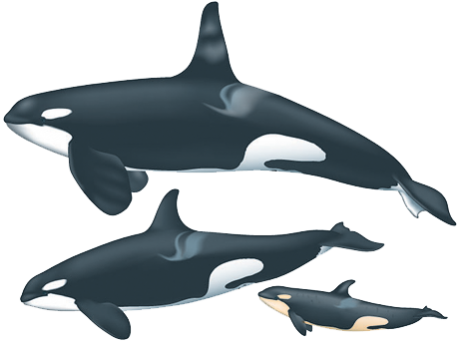 SeekPngcomkiller-whale-png773001
