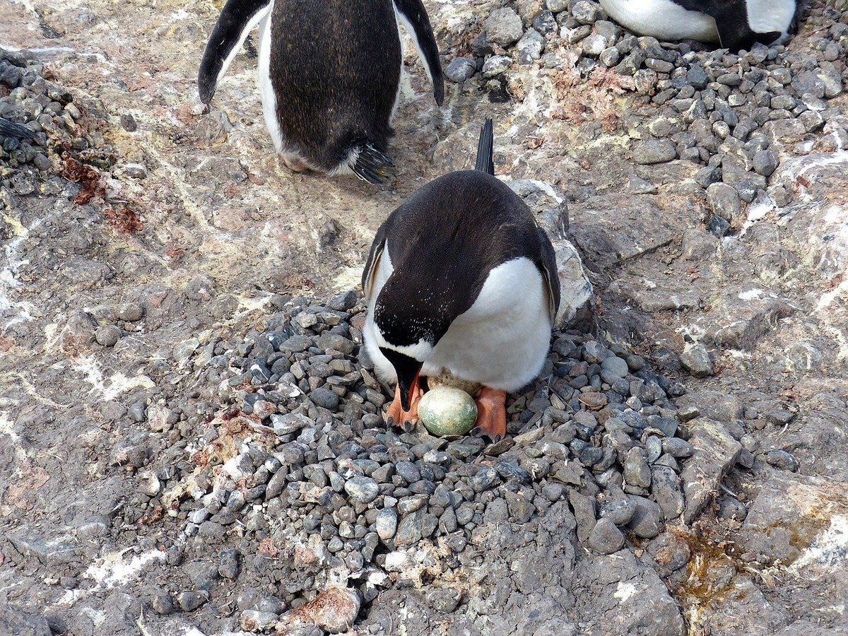 Een ei wordt uitgebroed door een pinguïn op Antarctica