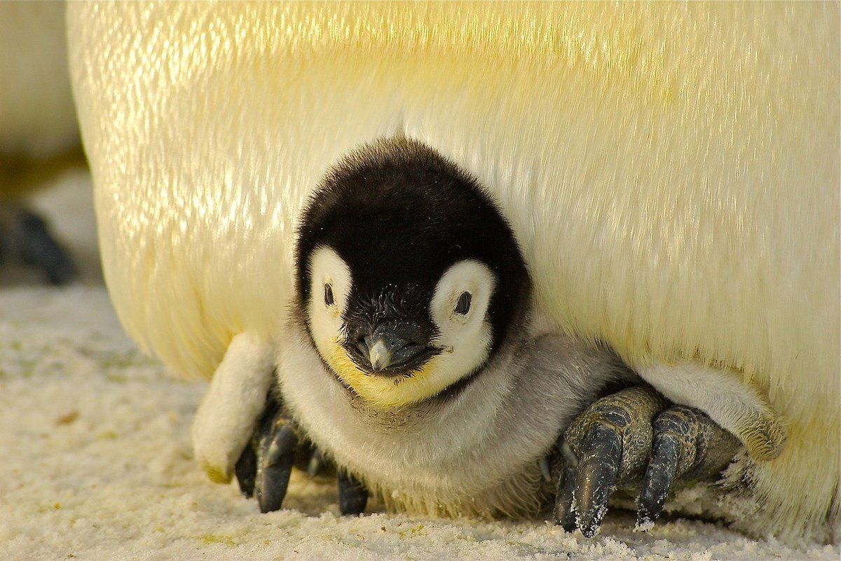 Pasgeboren pinguïn jong op Antarctica