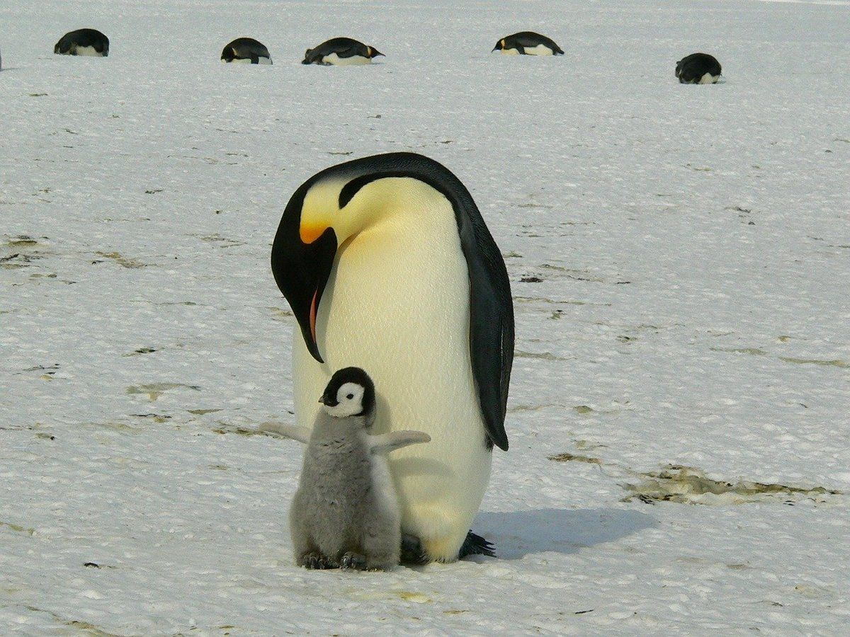 Keizerpinguïn op Antarctica met jong