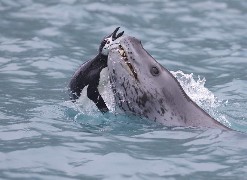 Zeeluipaard met kinbandpinguïn