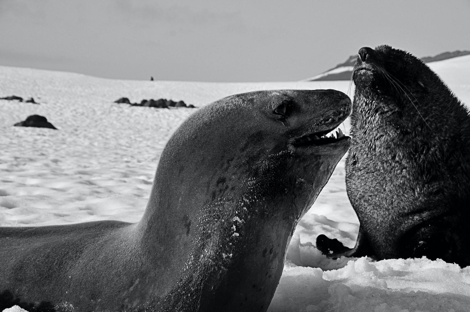 Zeeluipaard Antarctica