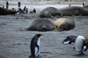 Zuidelijke zeeolifanten omringd door koningspinguïns