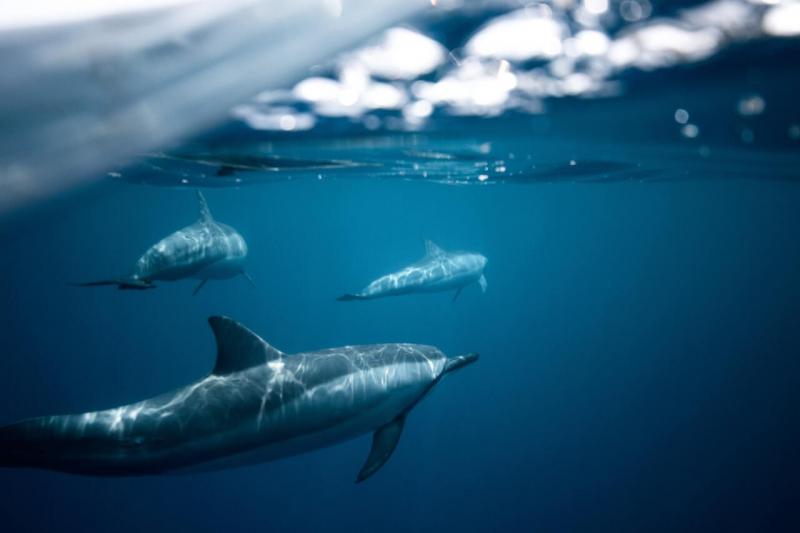 Dolfijnen familie © Jeremy Bishop | pexels