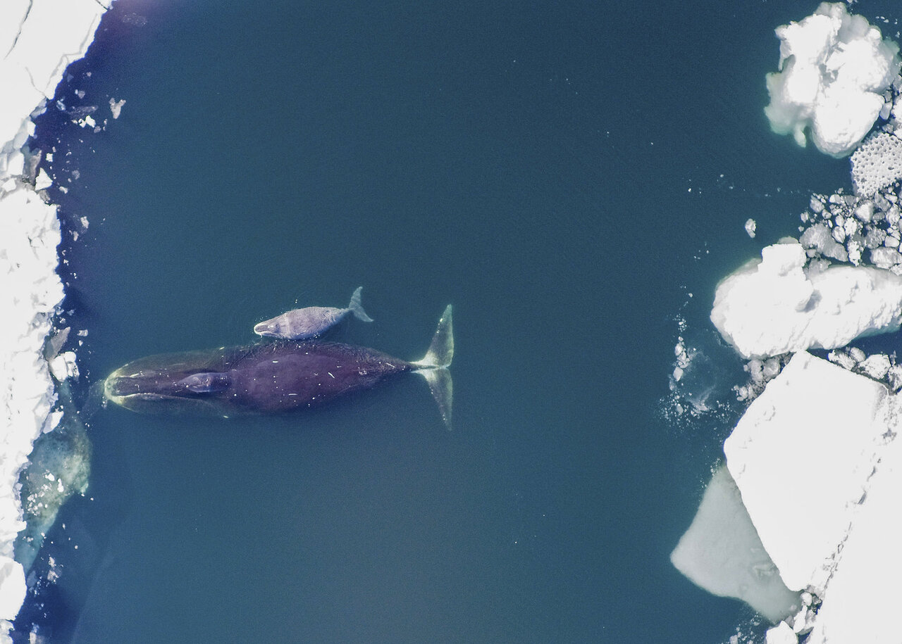 Groenlandse walvis en kalf in de Noordelijke IJszee.