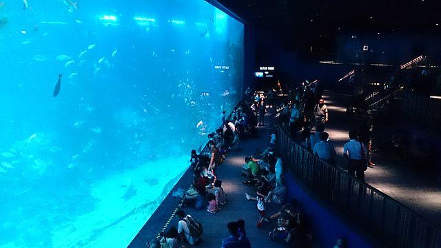 Sydney Aquarium | ©️ Johnny Jet