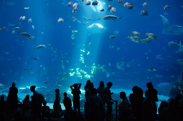 Georgia Aquarium - USA