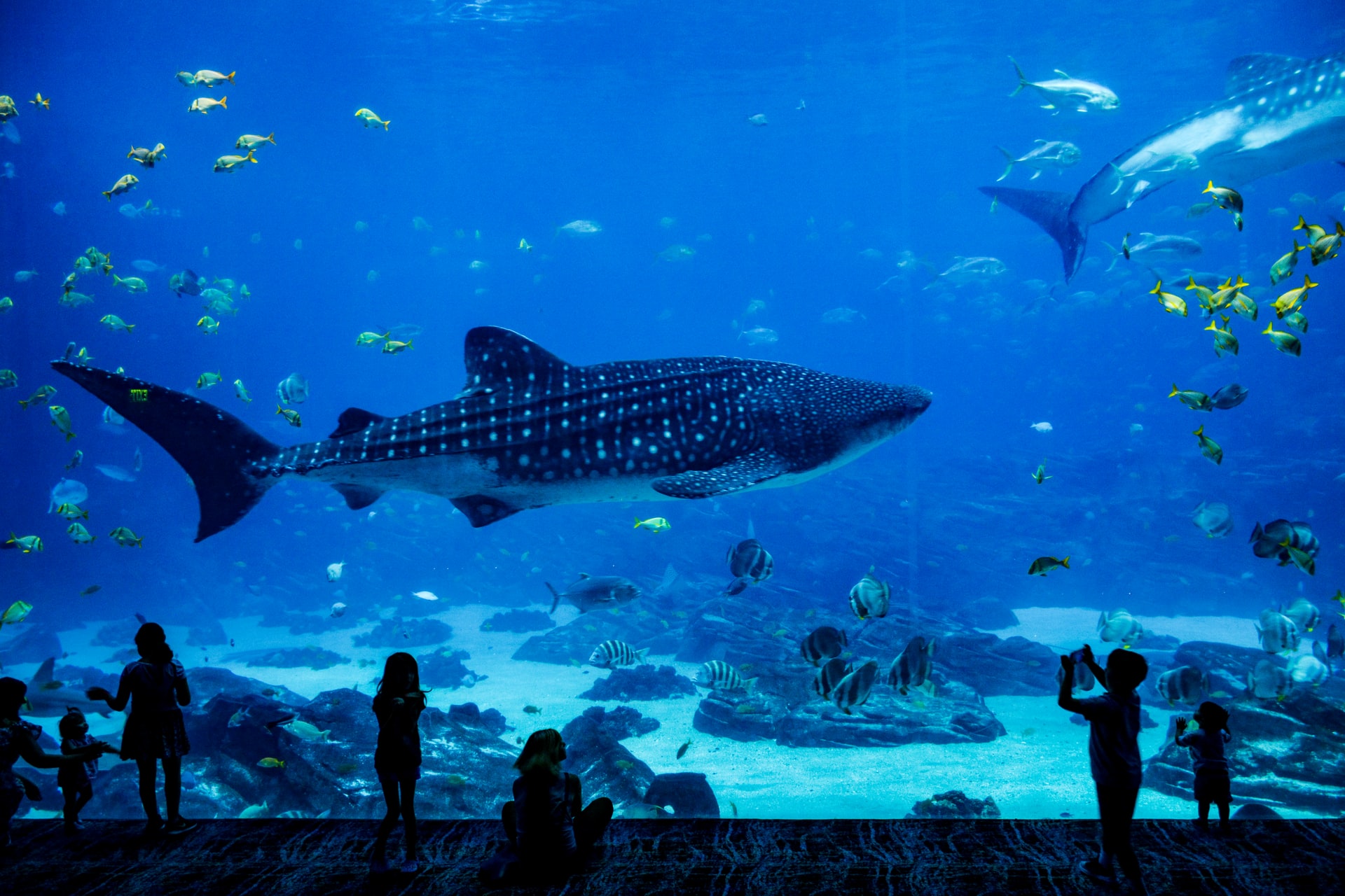 grootste zeeaquariums wereld