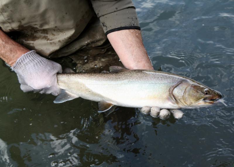 Bull-trout-Oregon-Department-of-Fish--Wildlife