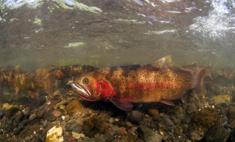 Yellowstone-NP-USA-cutthroat-trout
