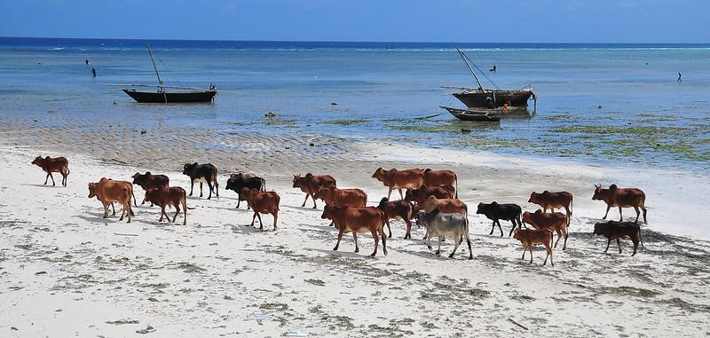 Judelle-Drake-Zanzibar-Flickr