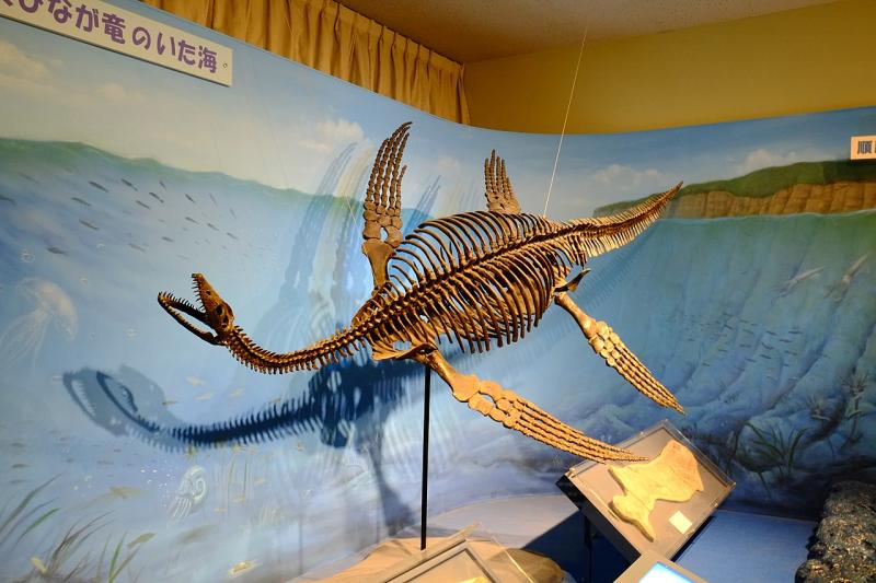 Plesiosaurus in Japan | Kumiko from Tokyo-Japan