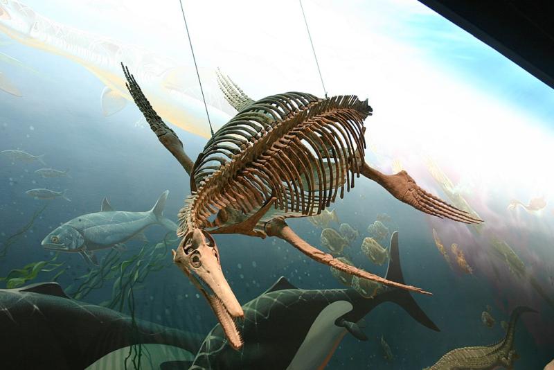 Ryan Somma | Ichthyosaurus | Smithsonian II