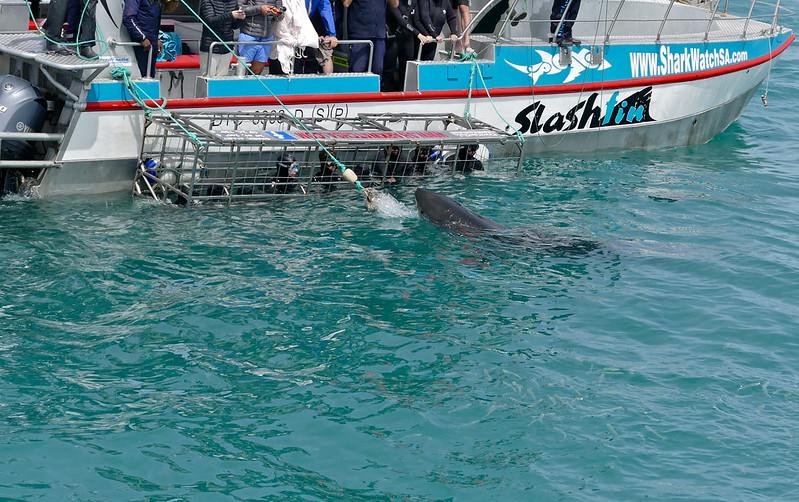 Shark Cage Diving Zuid-Afrika Bernard Dupont | Flickr