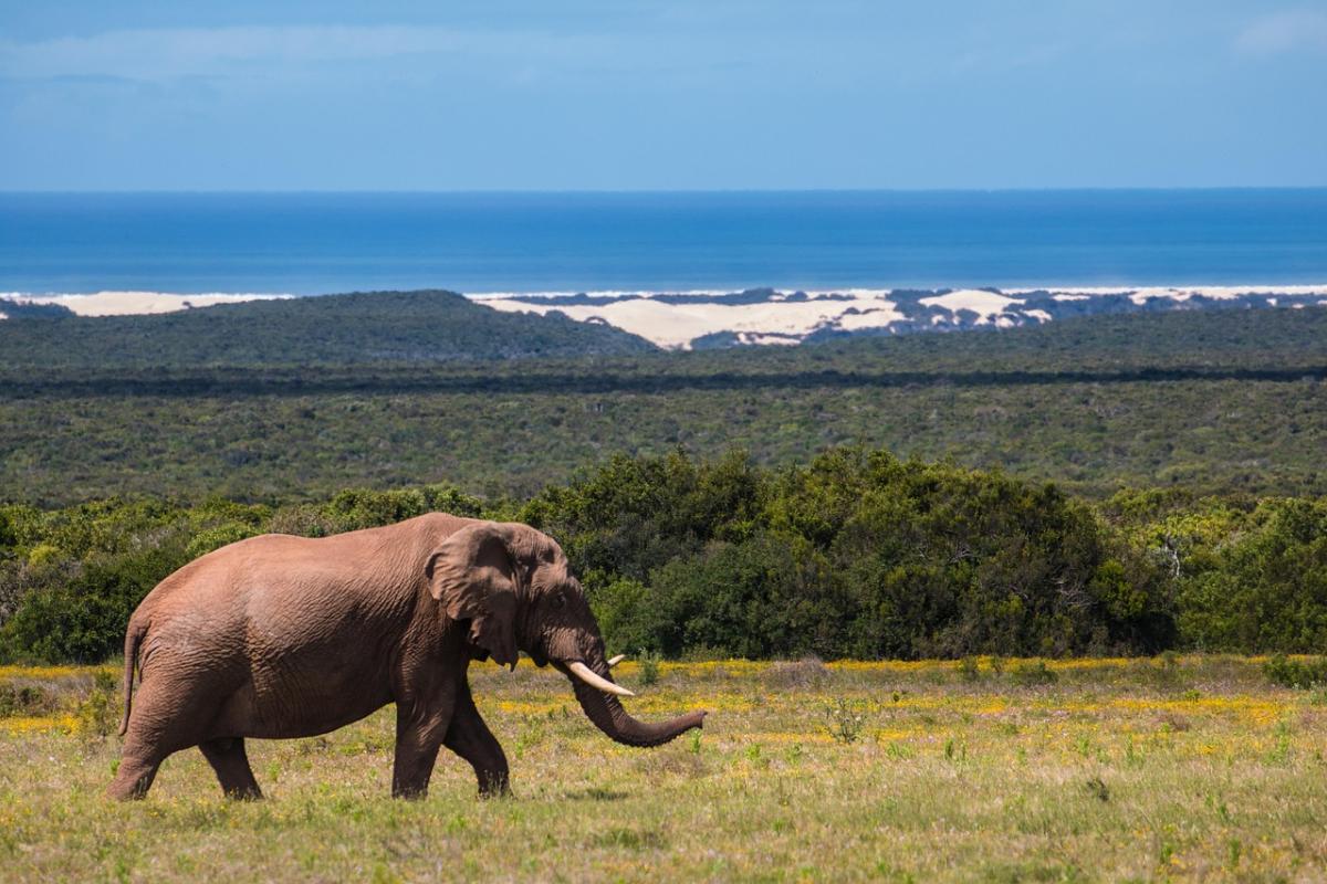 Schwingi-Zuid-Afrika