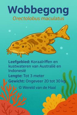Info wobbegong - Wereld van de Haai Wobbegong-WVDH