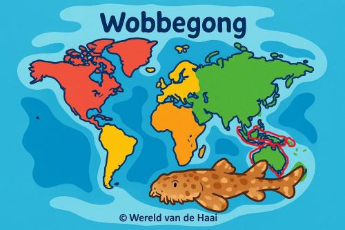 Wobbegong-leefgebied-3