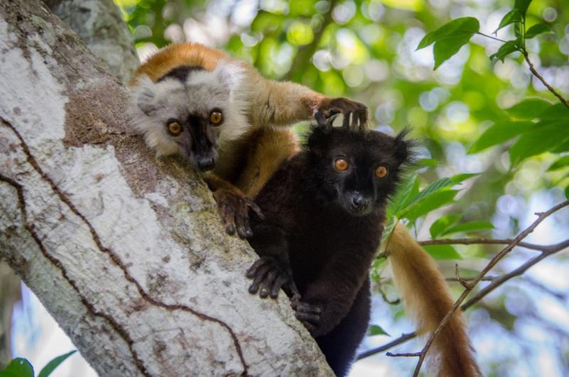 Adobe-Madagaskar-3