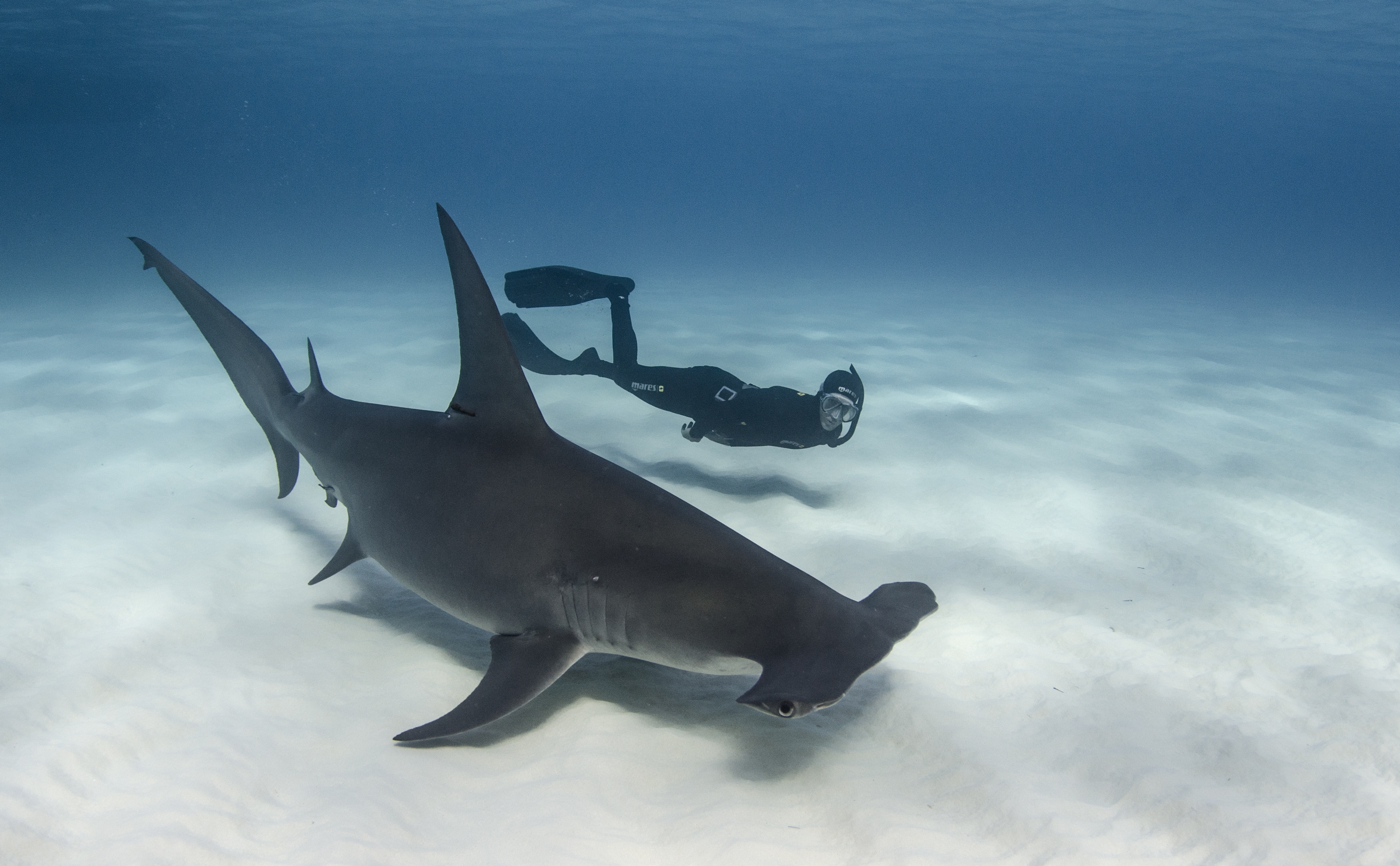 Grote hamerhaai | Image Bank Sharks | @ Amanda Cotton