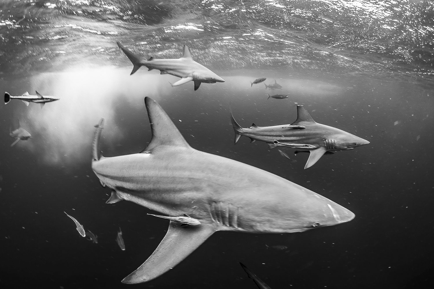 Zwartpunthaai | Coral Reef Image Bank Sharks | ©️ Jeff Hester