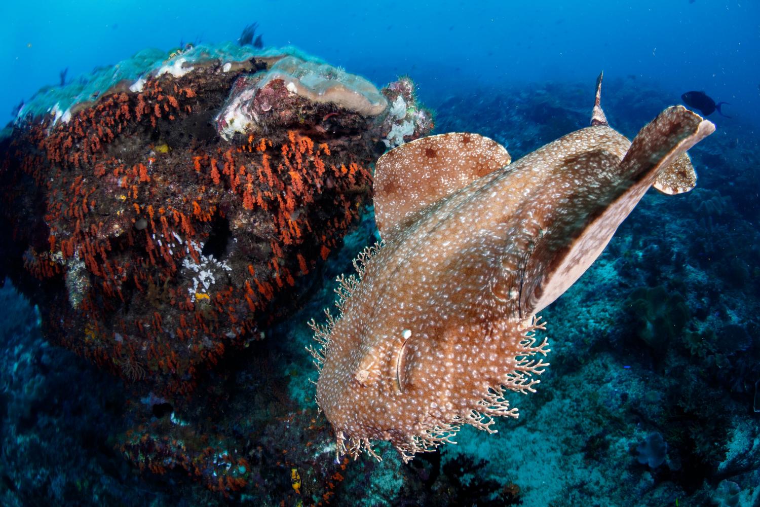 Wobbegong | Coral Reef Image Bank Sharks | @ Grant Thomas