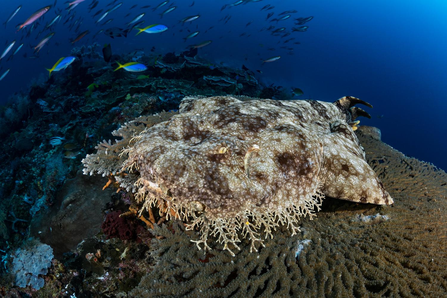 Wobbegong | Coral Reef Image Bank Sharks | © Fabrice Dudenhofer