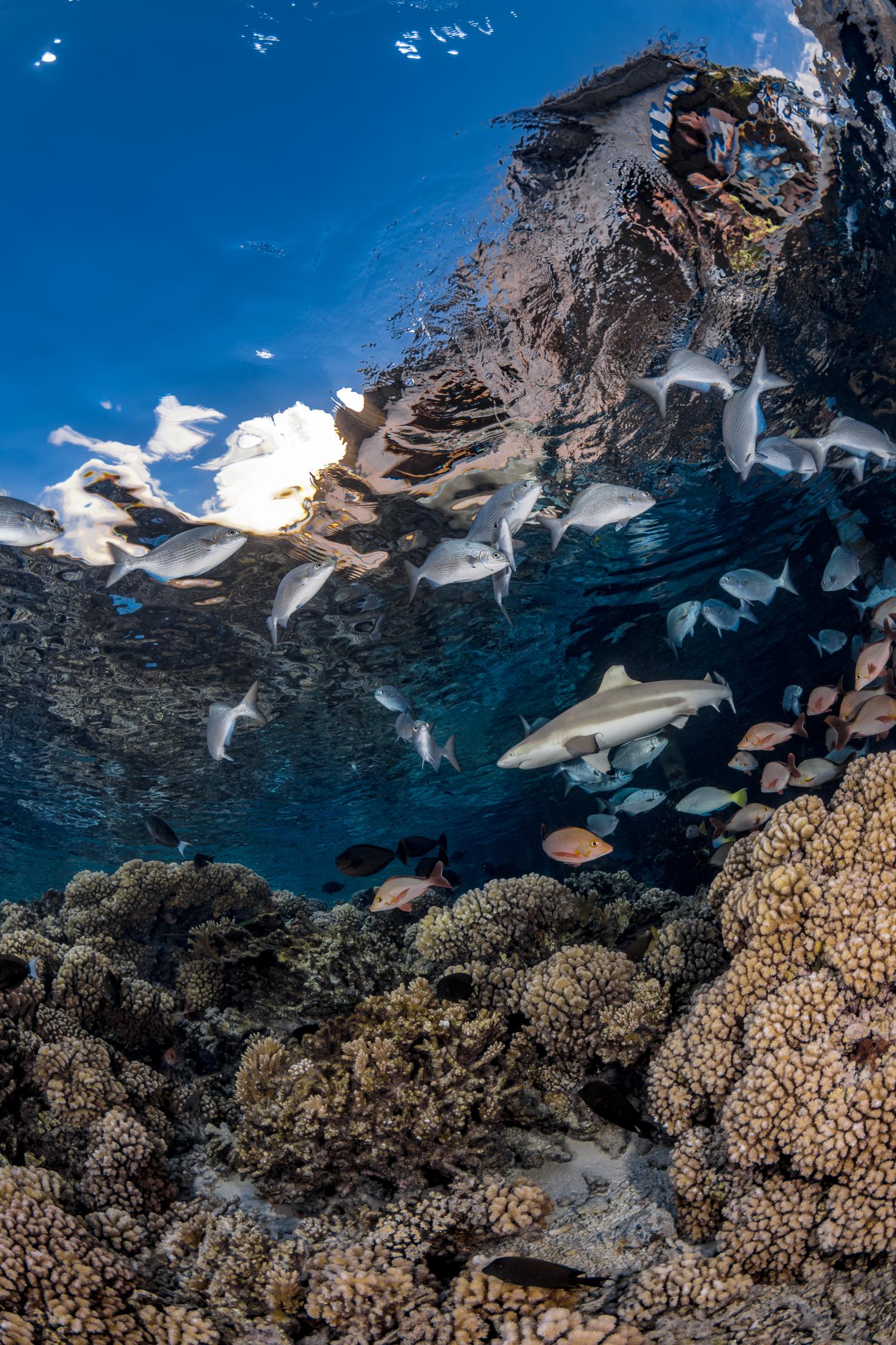 Zwartpuntrifhaai | Coral Reef Image Bank Sharks | ©️ Hannes Klostermann