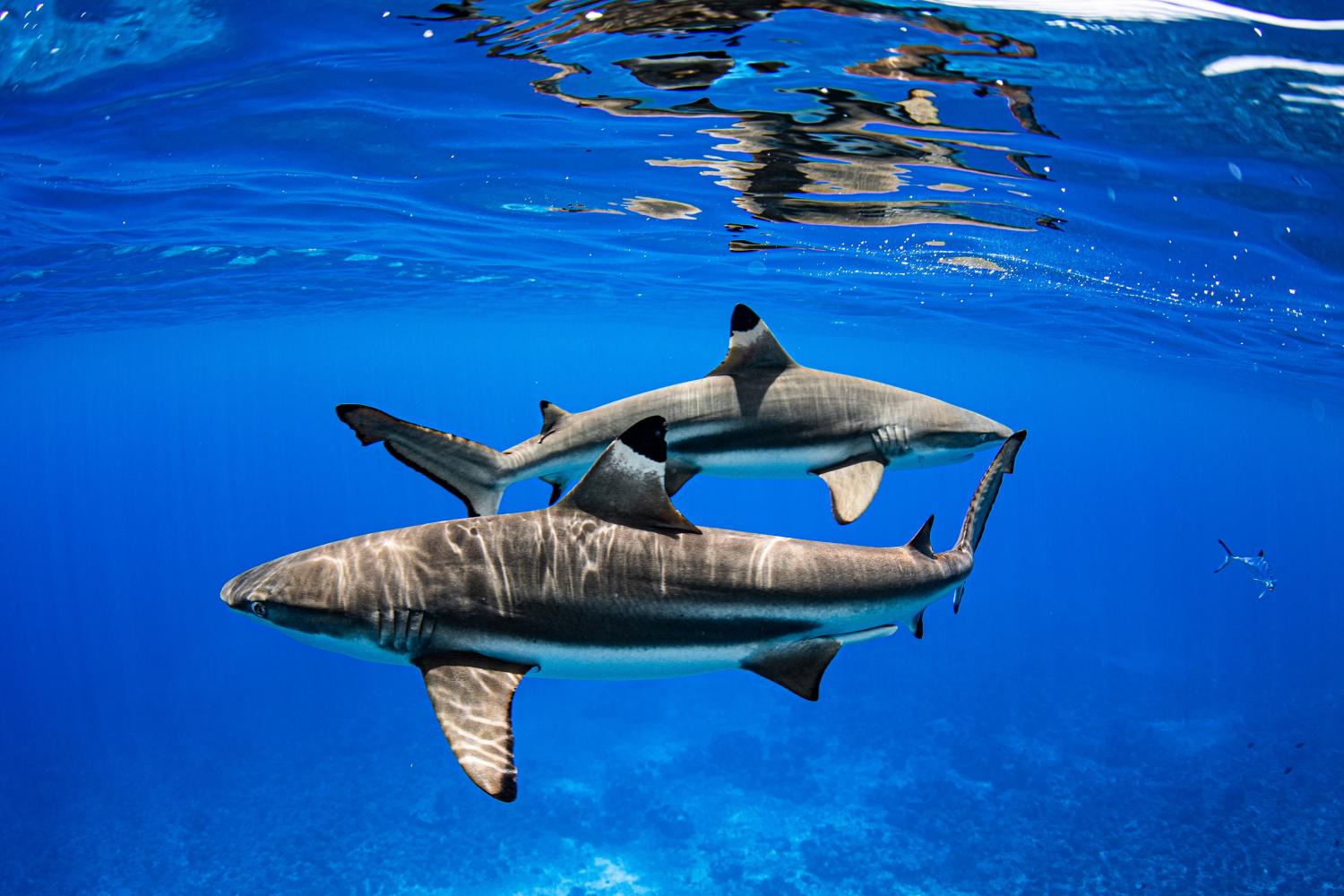 Zwartpuntrihaai | Coral Reef Image Bank Sharks | © Kimberly Jeffries