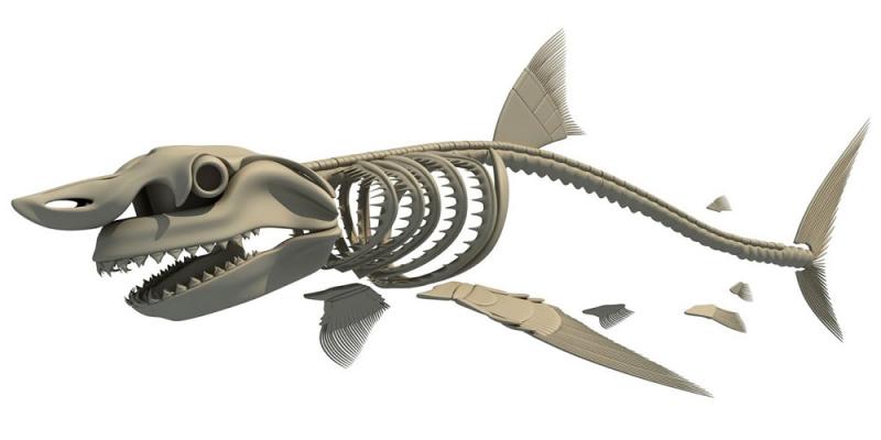 Haaienskelet - Schermafbeelding Haaien anatomie