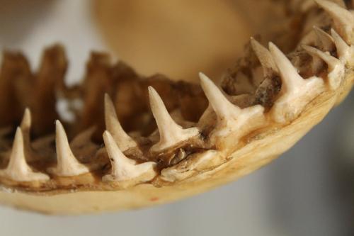 Zandtijgerhaai tand - Haaien anatomie