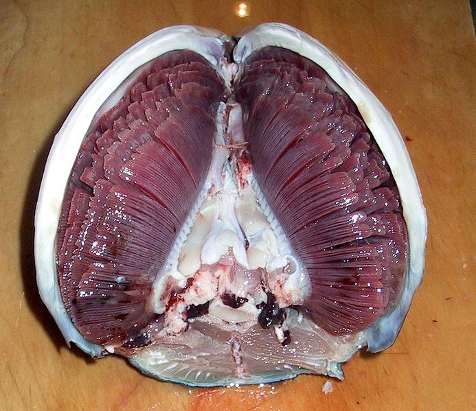 Kieuwen - Haaien anatomie