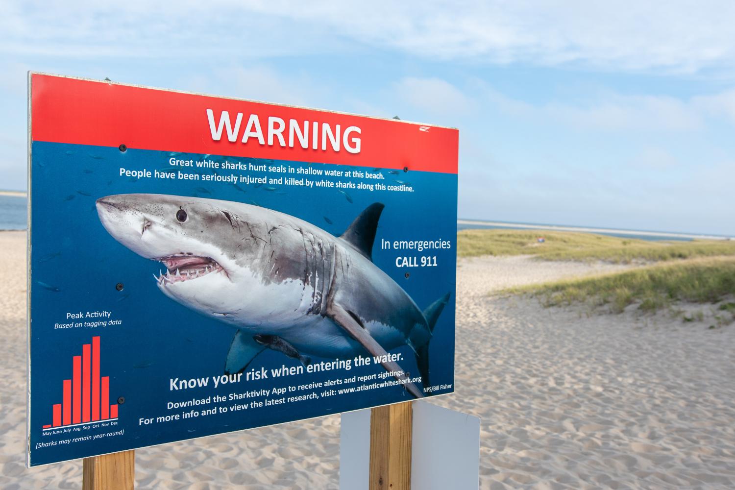 Beware of sharks!