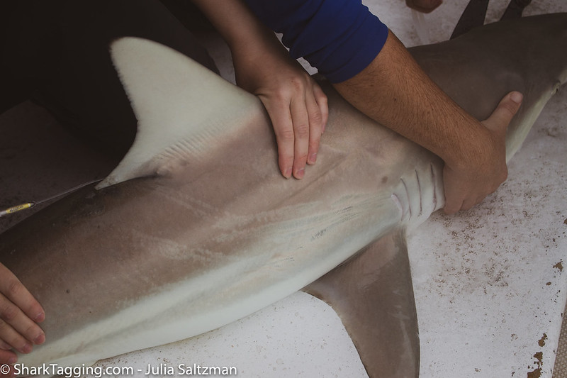 Een haai krijgt een zendertje | ©️ Florida Sea Grant | Flickr