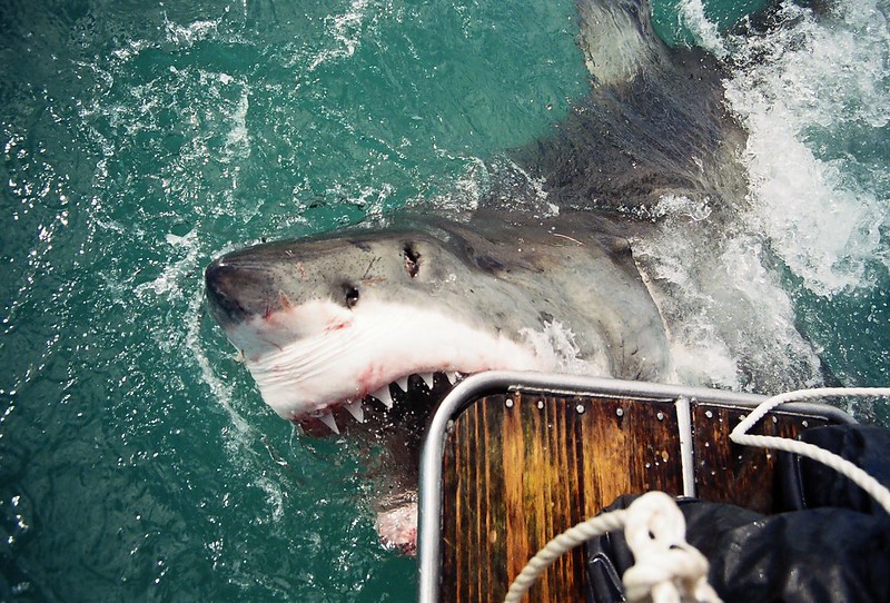 Witte haai ©️ Bellamy Andrew | Flickr