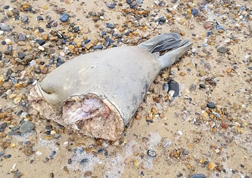 karkas van een doormidden gebeten zeehond UK