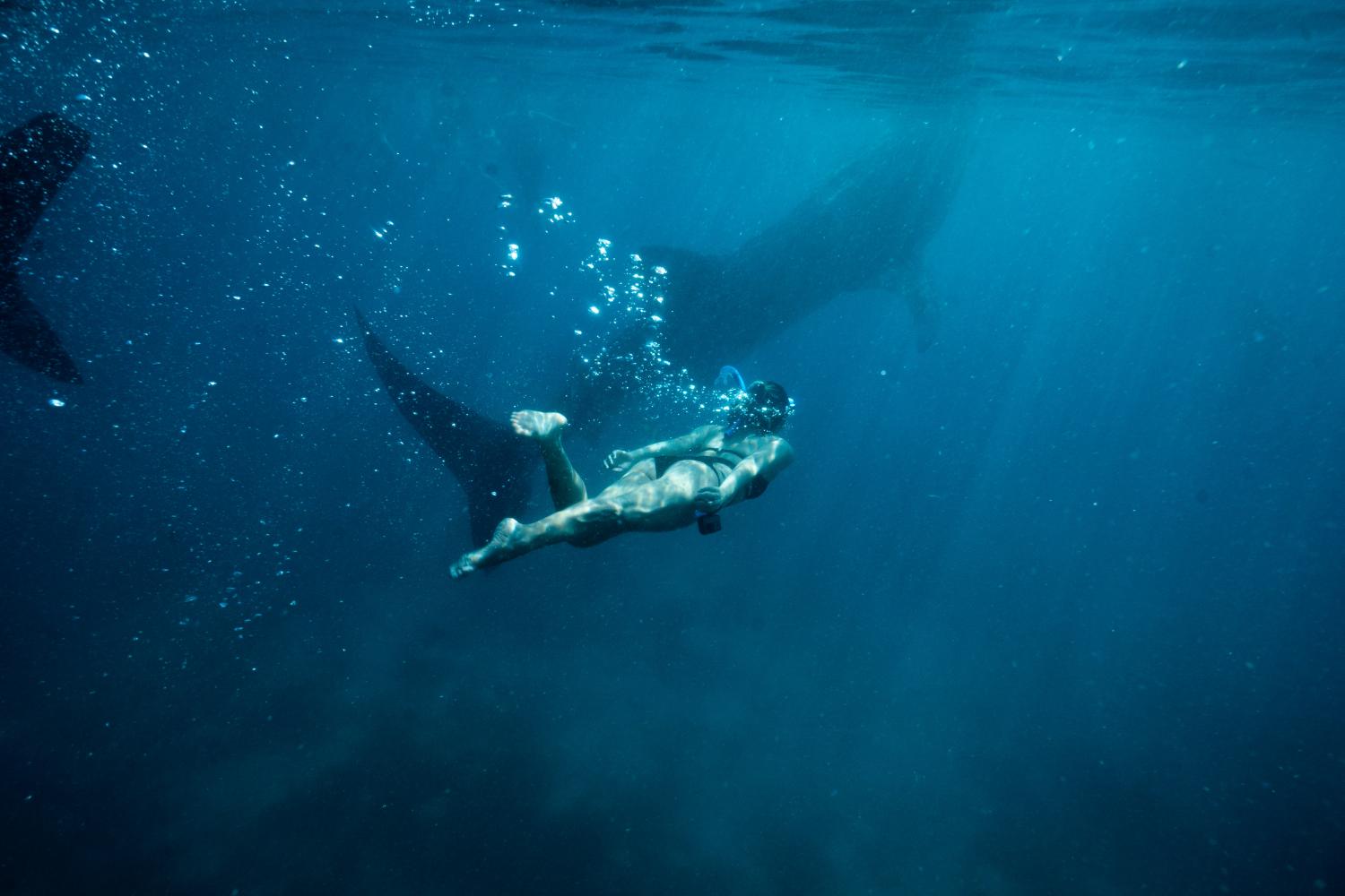 Zwemmen met walvishaai