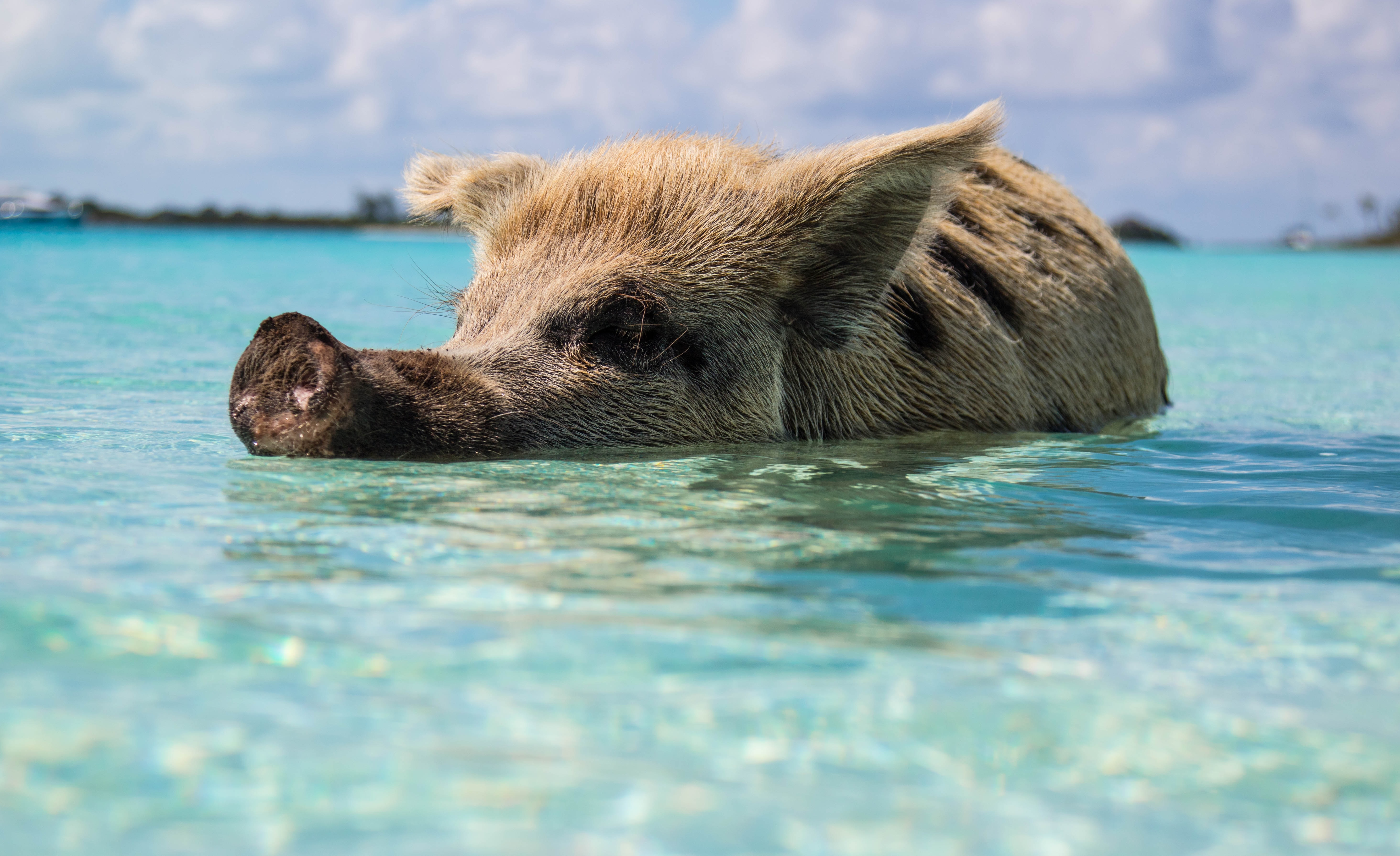 Zwemmende varkens Pig Island