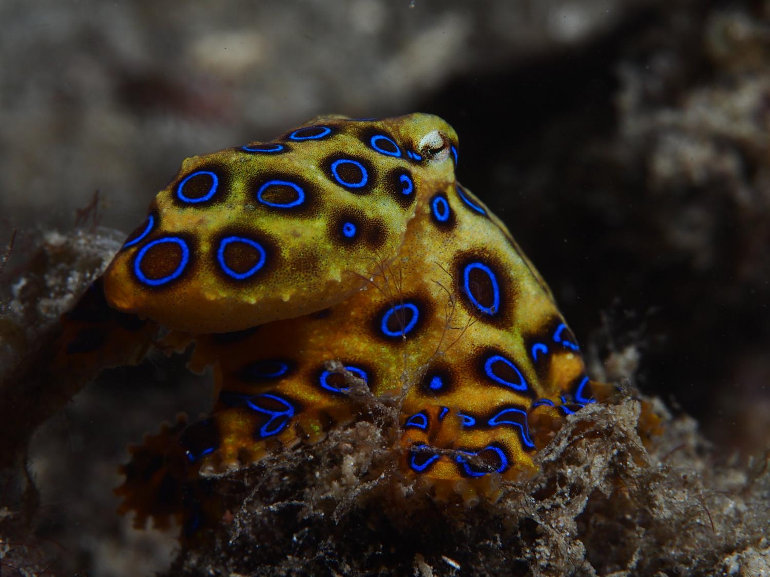 Blauwgeringde octopus © Rickard Zerpe | Flickr