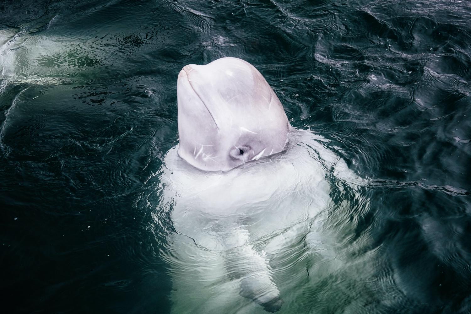 Beloega \ Witte walvis