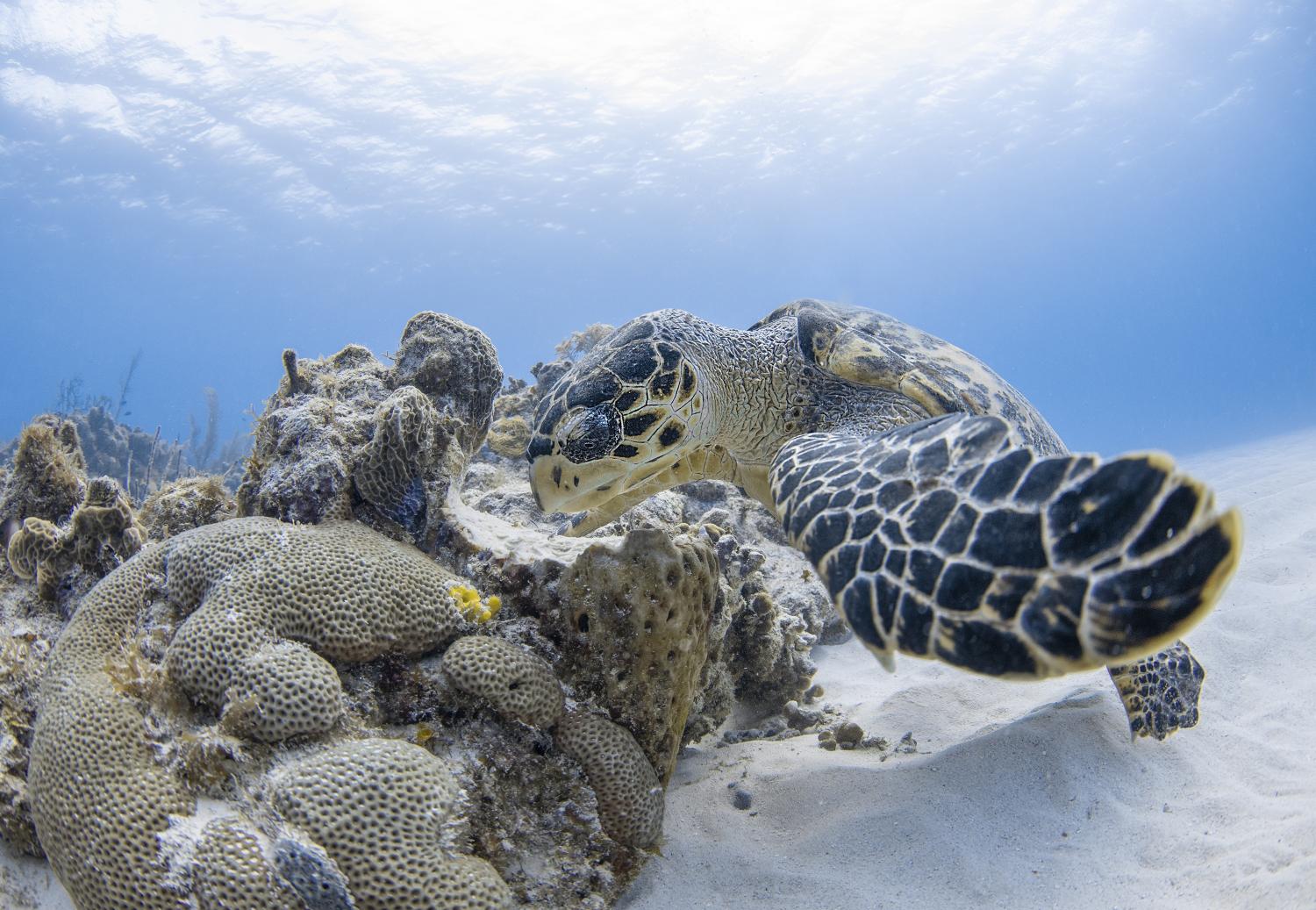 Groene zeeschildpad | Coral Reef Image Bank Sharks | © Jason Washington