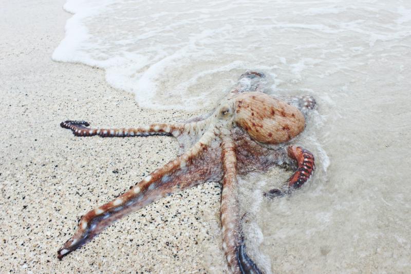 Gewone octopus