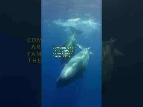 Sperm Whale Calls ð | OceanXplorers