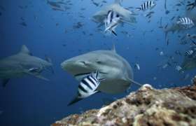 Sluipmoordenaars van de Zambezi